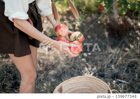 Woman harvesting fresh pomegranates in orchard Woman harvesting fresh pomegranates in orchard 139677348