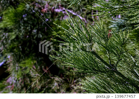 Young spring shoots of a giant sequoia. The needles of the giant sequoia, or Sierra de jasmine, shimmer in the sun. 139677457