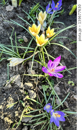 Colorful yellow and purple crocus flowers, spring bloom, close-up Colorful yellow and purple crocus flowers, spring bloom, close-up 139677630