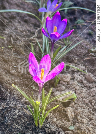 Colorful yellow and purple crocus flowers, spring bloom, close-up 139677634