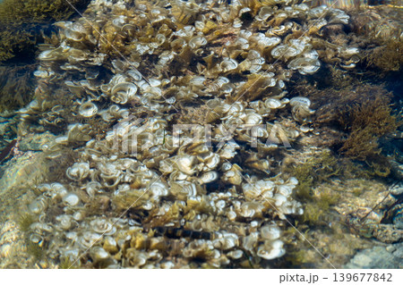 Rippling underwater textures: mesmerizing swirls and patterns in natural aquatic environment Rippling underwater textures: mesmerizing swirls and patterns in natural aquatic environment 139677842