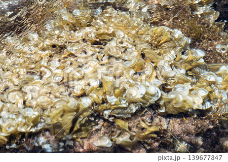 Abstract patterns of shells and water ripples in natural setting Abstract patterns of shells and water ripples in natural setting 139677847