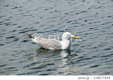 Seagull gracefully floating on rippling blue water in natural habitat 139677849