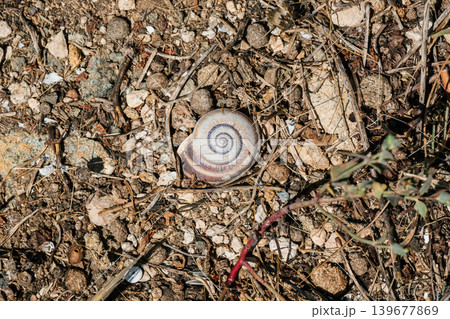 Spiral shell on dry earth: nature's artistry amidst soil and debris 139677869