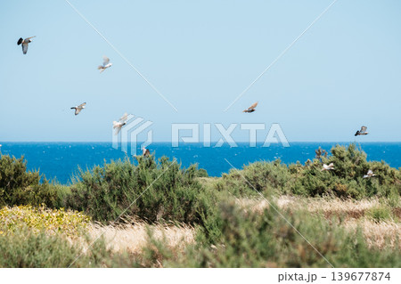 Seaside birds soaring over coastal landscape with blue ocean and lush greenery Seaside birds soaring over coastal landscape with blue ocean and lush greenery 139677874