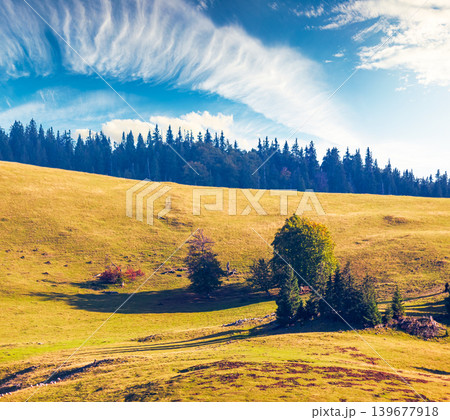 hillside of mountain range with coniferous forest and meadow. wonderful view of a grassy meadow on steep hill. nature background of apuseni natural park, romania. scenic green environment hillside of mountain range with coniferous forest and meadow. wonderful view of a grassy meadow on steep hill. nature background of apuseni natural park, romania. scenic green environment 139677918