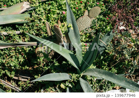 Prickly desert cactus and green foliage in sunlit garden Prickly desert cactus and green foliage in sunlit garden 139677946