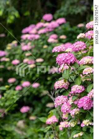 多数のピンクの紫陽花_縦 139678547