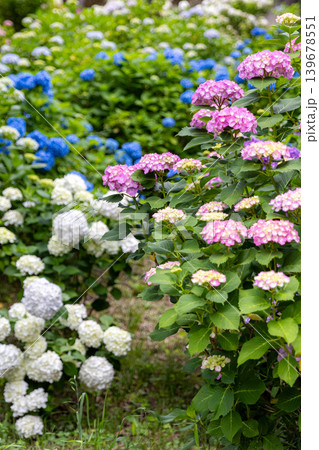 満開に咲くカラフルな紫陽花畑 139678551