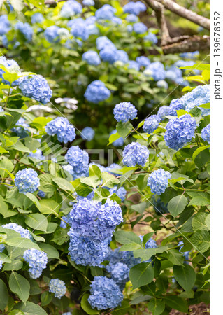 清涼感のある青い紫陽花の群生_縦 タグ	 139678552
