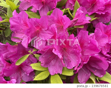濃いピンクのツツジの花 139678581