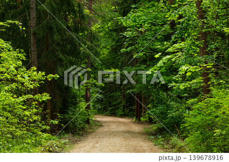 Forest Path in Fairytale Woodland, Moody Pine and Spruce Summer Landscape Background Forest Path in Fairytale Woodland, Moody Pine and Spruce Summer Landscape Background 139678916