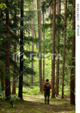 Forest Path in Fairytale Woodland, Moody Mossy Pine and Spruce Summer Landscape 139678918