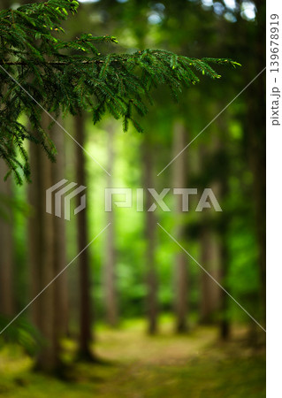 Forest Path in Fairytale Woodland, Moody Mossy Pine and Spruce Summer Landscape Background 139678919