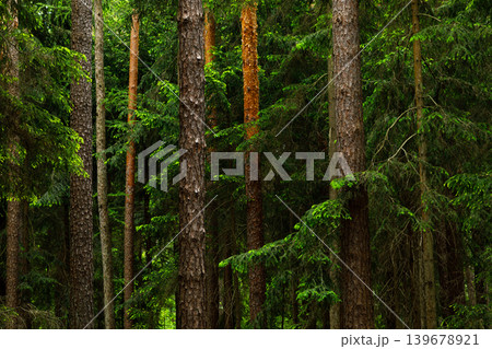 Forest in Fairytale Woodland, Pine and Spruce Summer Landscape Background Forest in Fairytale Woodland, Pine and Spruce Summer Landscape Background 139678921