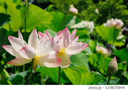 蓮の花のある風景 蓮の花のある風景 139678944