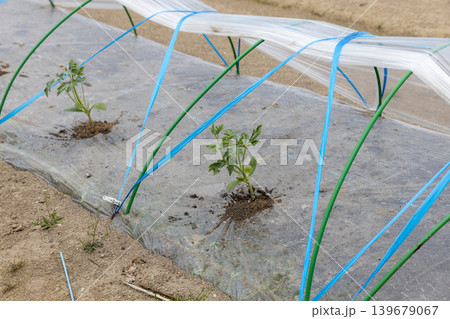 春の西瓜の植え付け 春の西瓜の植え付け 139679067