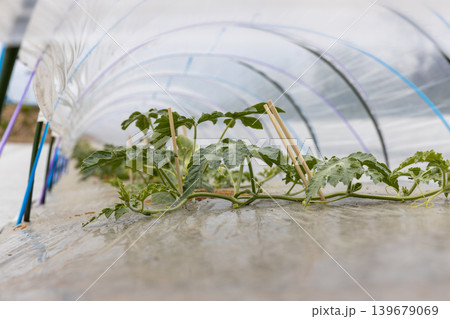 春の西瓜の植え付け 春の西瓜の植え付け 139679069