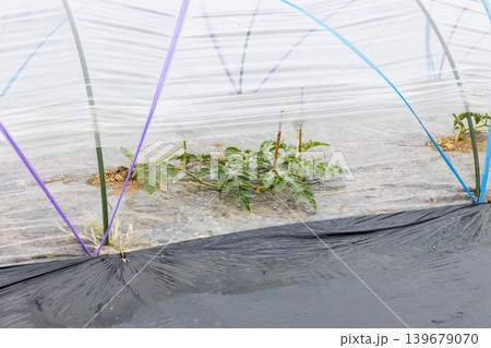 春の西瓜の植え付け 春の西瓜の植え付け 139679070
