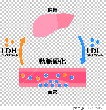 低密度脂蛋白和乳酸脫氫酶 低密度脂蛋白和乳酸脫氫酶 139679085