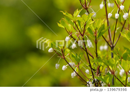 ドウダンツツジの花 ドウダンツツジの花 139679398