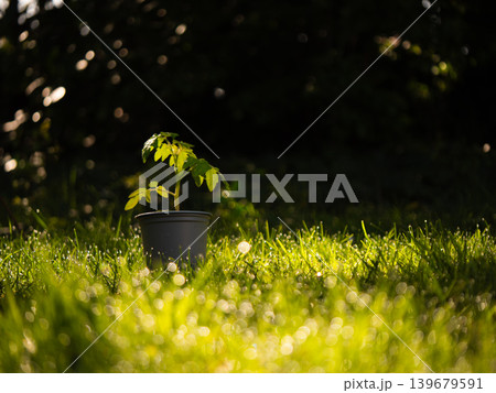 Tomato plant leaves in grass and dew bokeh Tomato plant leaves in grass and dew bokeh 139679591