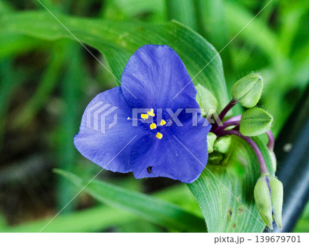 ツユクサ科オオムラサキツユクサの開花 139679701