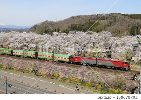 残雪の蔵王連峰とコラボする一目千本桜 139679703