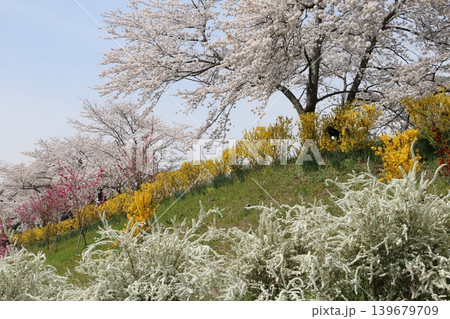 一目千本桜を引き立てる色とりどりの春の花 一目千本桜を引き立てる色とりどりの春の花 139679709