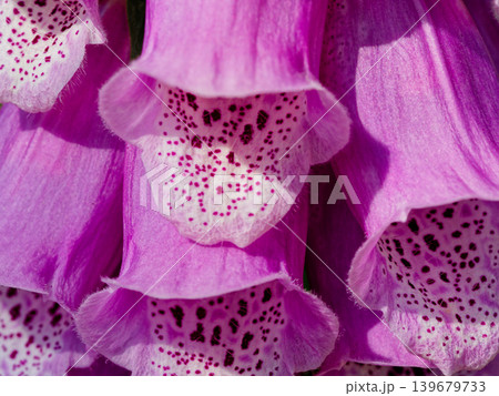 薬用植物オオバコ科ジギタリスの花 薬用植物オオバコ科ジギタリスの花 139679733