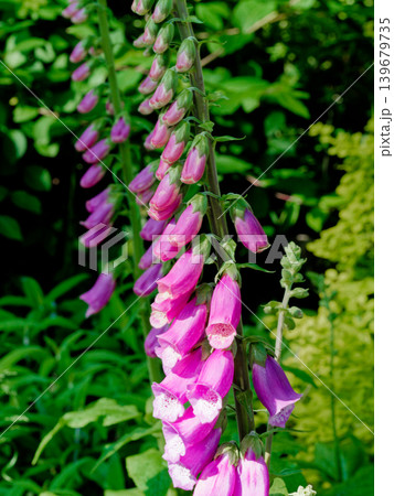 薬用植物オオバコ科ジギタリスの花 139679735