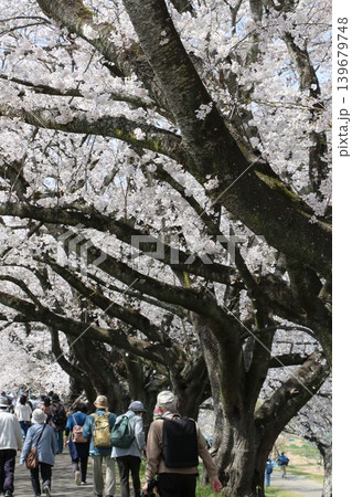 白石川沿いの一目千本桜 白石川沿いの一目千本桜 139679748