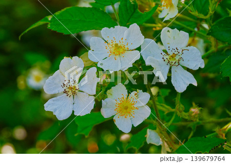 バラの原種バラ科ノイバラの花 139679764