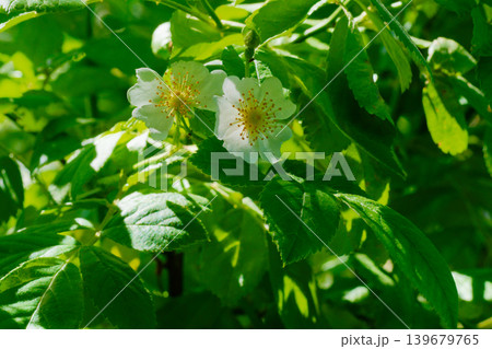 バラの原種バラ科ノイバラの花 139679765