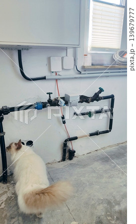 A domestic cat explores the engineering systems. A technical junction in a residential space. A domestic cat explores the engineering systems. A technical junction in a residential space. 139679777