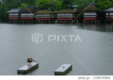 雨の池と鴨の羽づくろい 139679969