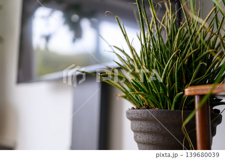 鉢植えの観葉植物と窓 鉢植えの観葉植物と窓 139680039