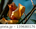 陽に染まる紅茶色のバラの蕾 139680176