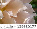 薄ピンクのバラの花びらを写した柔らかな接写 139680177