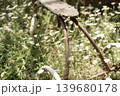 小さな花が咲く庭に残された古い三輪車 139680178