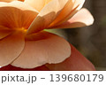 光を透かす薄オレンジ色のバラの花びら 139680179