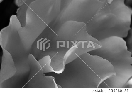 モノクロで捉えたバラの花びらの曲線 モノクロで捉えたバラの花びらの曲線 139680181
