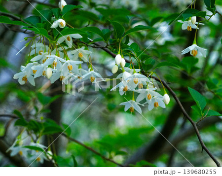 エゴノキの花 エゴノキの花 139680255