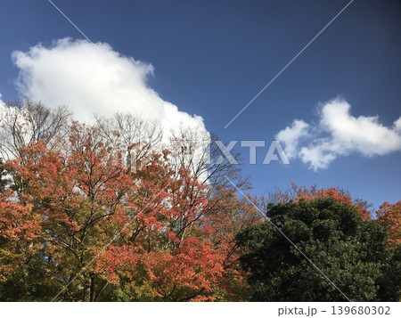 秋を感じさせる紅葉と白い雲と青空 139680302