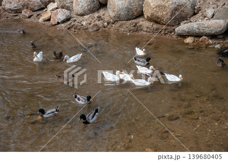 Flock of ducks while floating on shallow river. Ducks love rivers and water because it is their natural habitat, providing food, safety, and hygiene. Flock of ducks while floating on shallow river. Ducks love rivers and water because it is their natural habitat, providing food, safety, and hygiene. 139680405