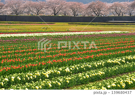 春の三重奏 桜とチューリップと北アルプス 富山県朝日町 春の三重奏 桜とチューリップと北アルプス 富山県朝日町 139680437