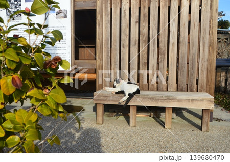 昼寝するネコ(静岡県賀茂郡東河津町) 昼寝するネコ(静岡県賀茂郡東河津町) 139680470