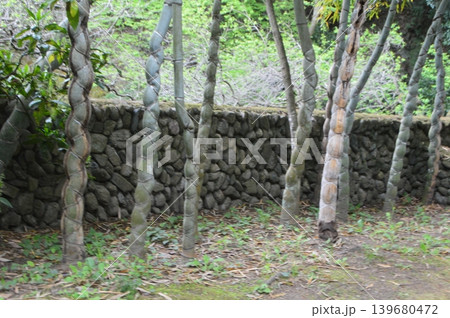 亀甲竹(天神山庭園/埼玉県児玉郡神川町渡瀬) 亀甲竹(天神山庭園/埼玉県児玉郡神川町渡瀬) 139680472