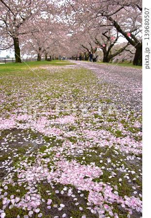 あさひ舟川べりの桜 散り桜 富山 朝日町 あさひ舟川べりの桜 散り桜 富山 朝日町 139680507