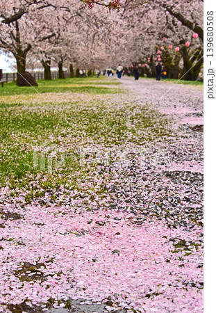 あさひ舟川べりの桜 散り桜 富山 朝日町 あさひ舟川べりの桜 散り桜 富山 朝日町 139680508